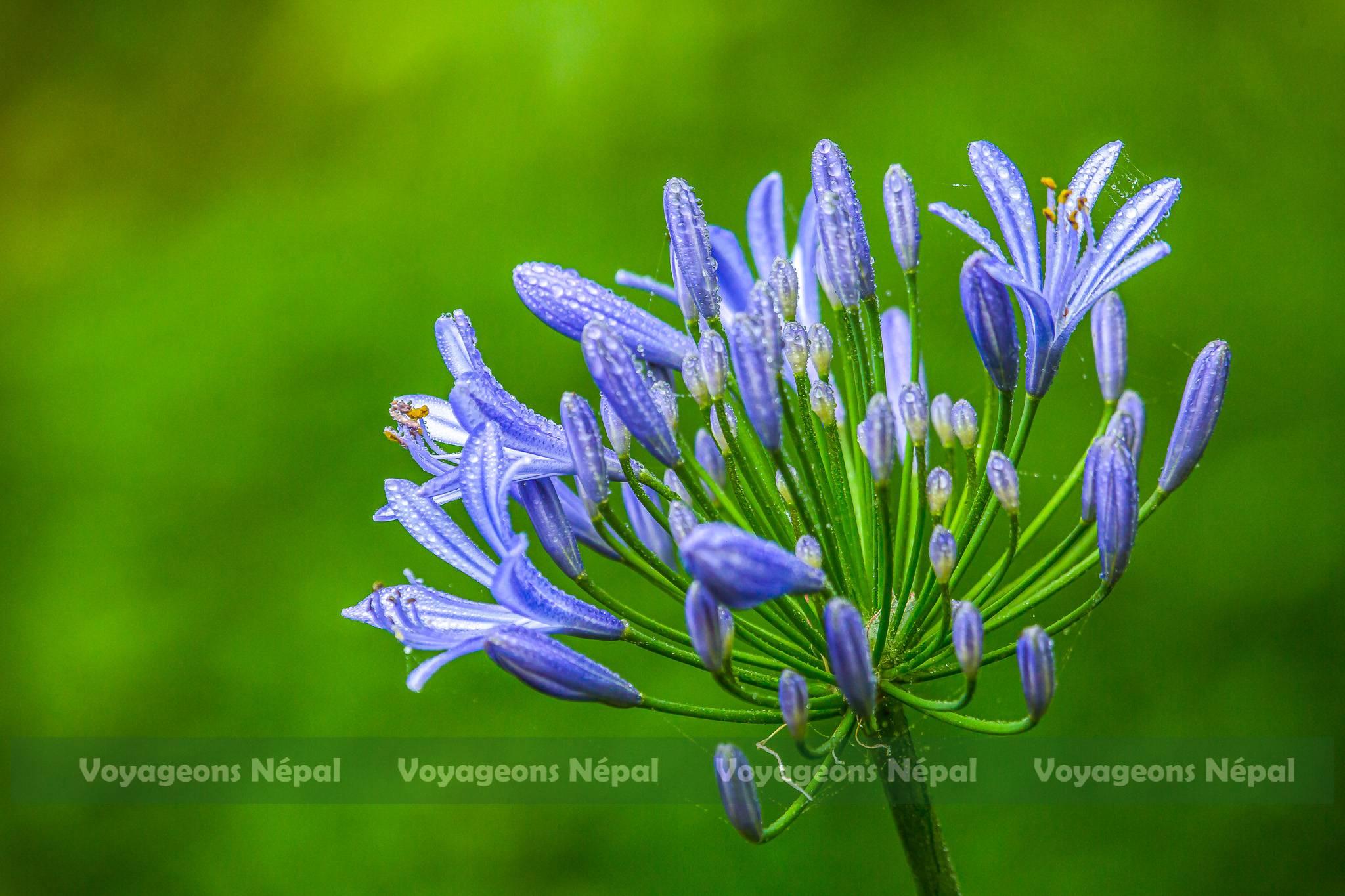 A blue lily