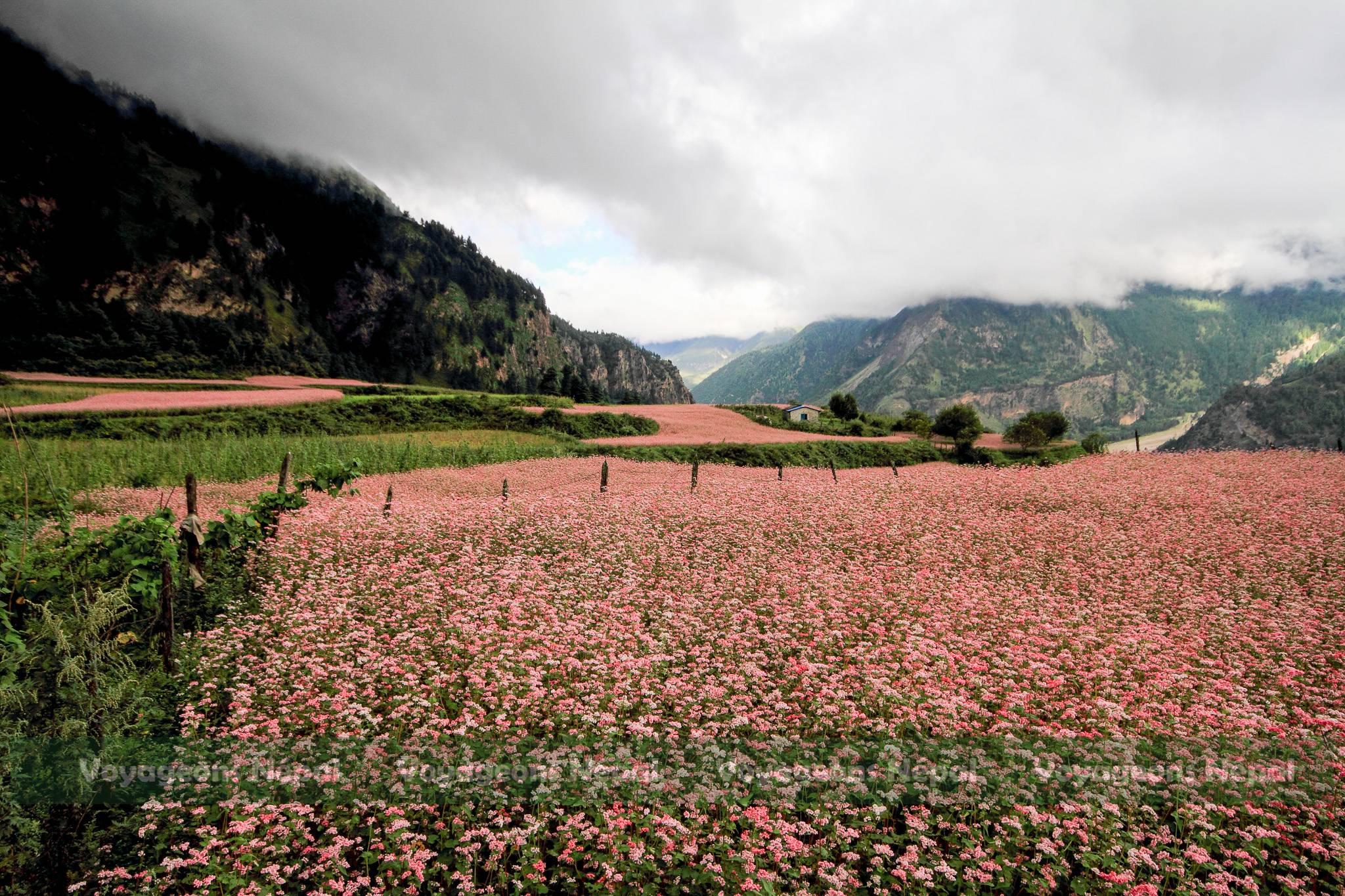 A field near rolling hills