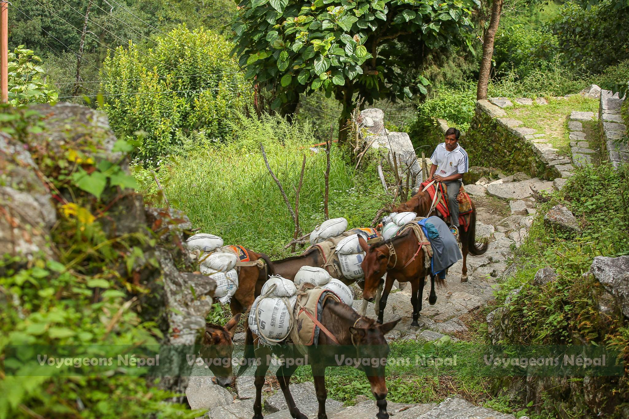 Transport by mules on a rural path