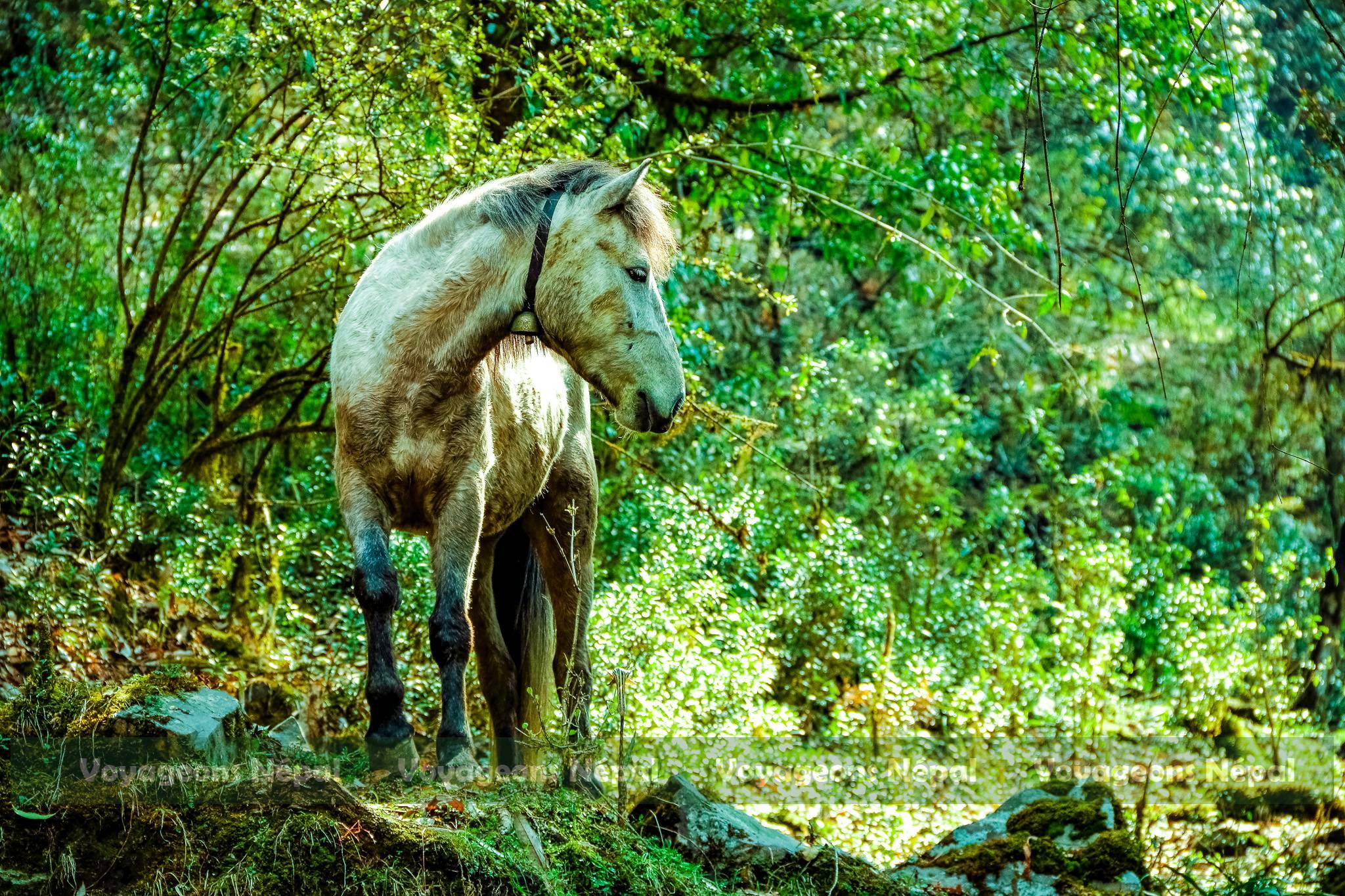 A small mountain horse grazing