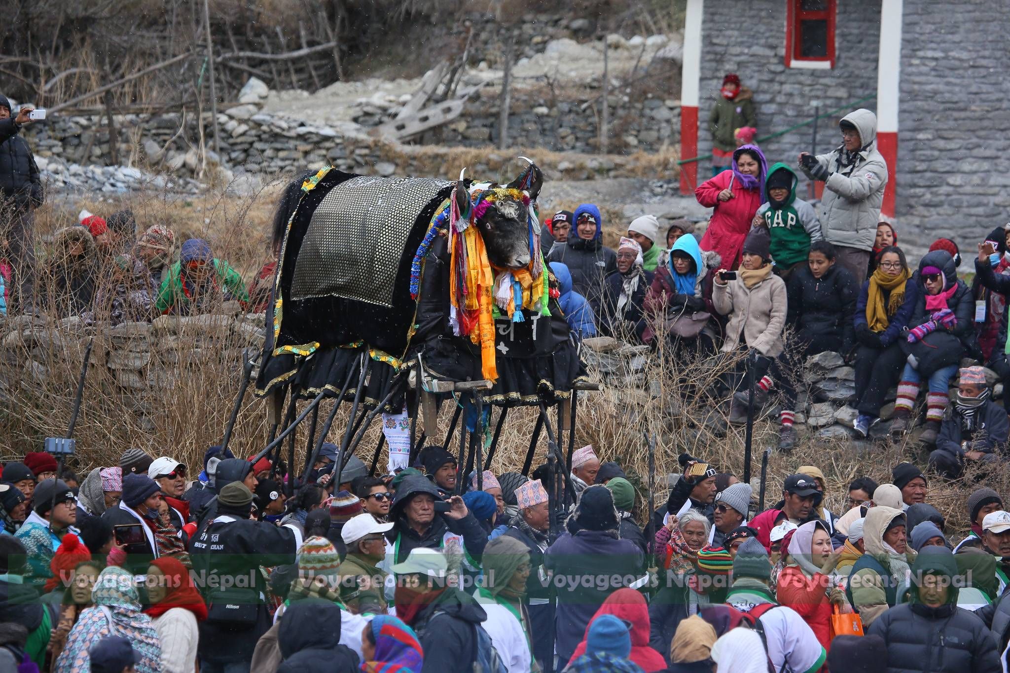 A parade for a wooly cow.